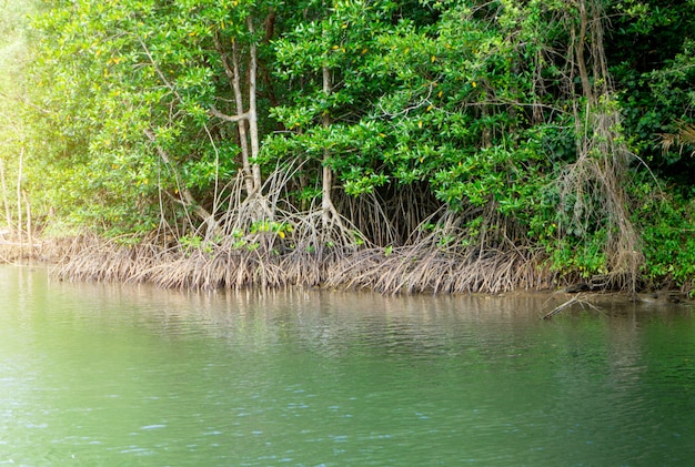 Por encima de la vista del bosque de manglar en Tailandia