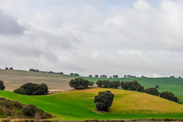 Encinas entre campos de cereales verdes en un paisaje ligeramente ondulado