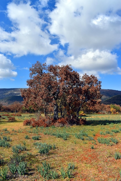 Foto encinas quercus ilex afectadas por la sequía y el hongo parásito phytophthora sp