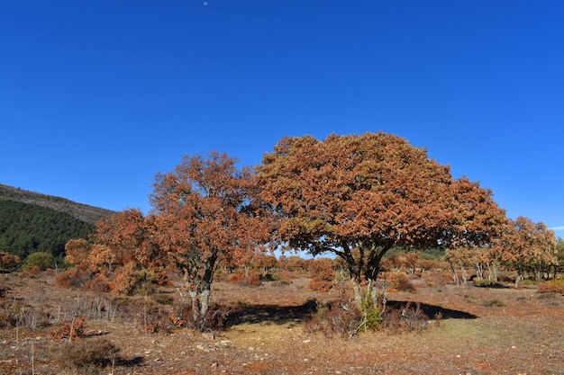 Encinas Quercus ilex secas por sequía