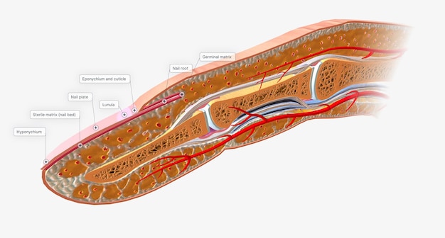 Foto encontrado en los extremos de cada dedo de la mano y del pie, la unidad ungueal protege los dedos y ayuda en la sensación táctil