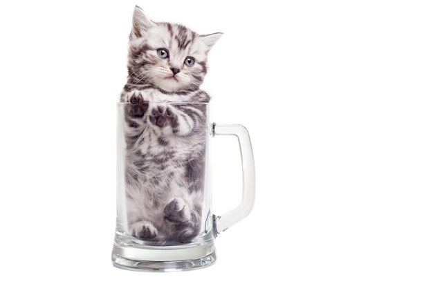 Encontrando um bom lugar. gatinho fofo scottish fold sentado dentro de uma caneca de cerveja e olhando para longe