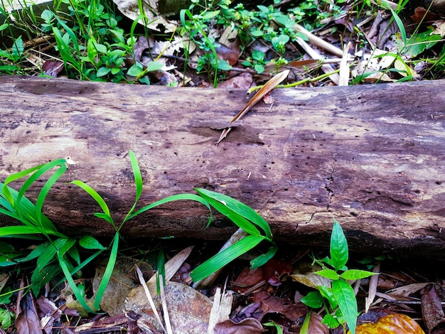 Encontrar pilas de madera imágenes de stock