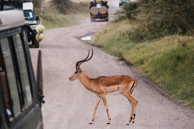 Foto encontro de antílope na vida selvagem na estrada e um jipe de safári excursão de safári turístico encontrar um antílope