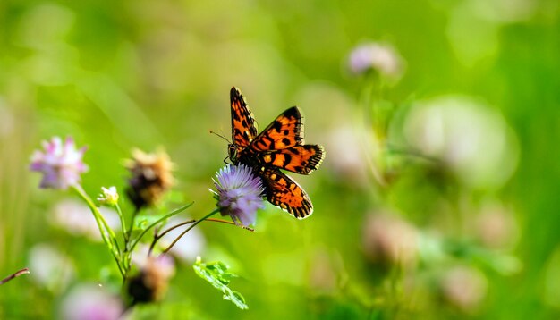 Encontro Gracioso Borboleta Monarca Descansando em uma Flor Cativando a Luz e a Beleza da Natureza