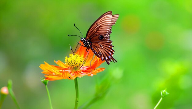 Encontro Gracioso Borboleta Monarca Descansando em uma Flor Cativando a Luz e a Beleza da Natureza