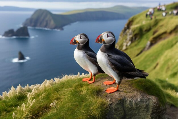 Foto encontros hilariantes e bonitos com o paraíso do papagaio nas ilhas faroe de mykines