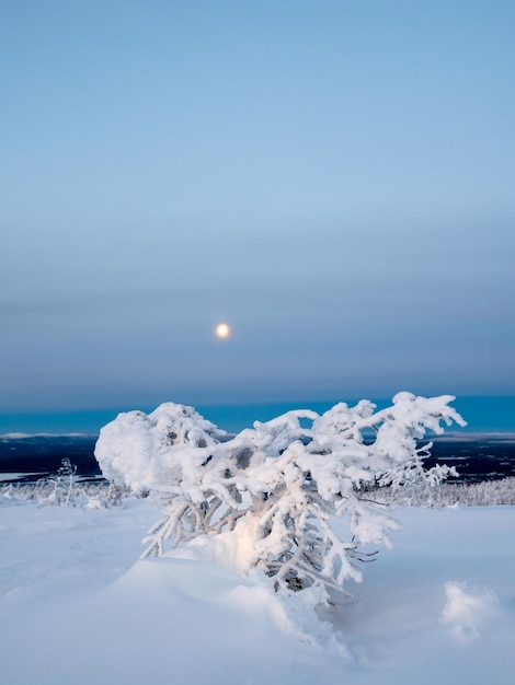 Encosta da montanha coberta de neve com árvores brancas extravagantes na noite da lua cheia Incrível fundo natural do inverno da natureza do norte