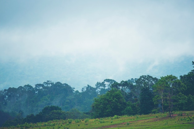 Encosta de montanha florestada em nuvem de baixa altitude com as coníferas evergreen envolta