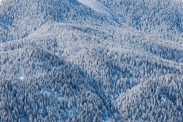 Encostas de montanhas cobertas de neve. Vista aérea da floresta de inverno