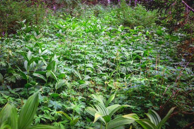 Encubierto cubierto de hierba verde. Taiga siberiana