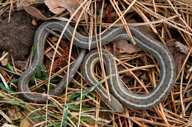 Encuentro de cerca con una serpiente camuflada en el bosque de Indiana