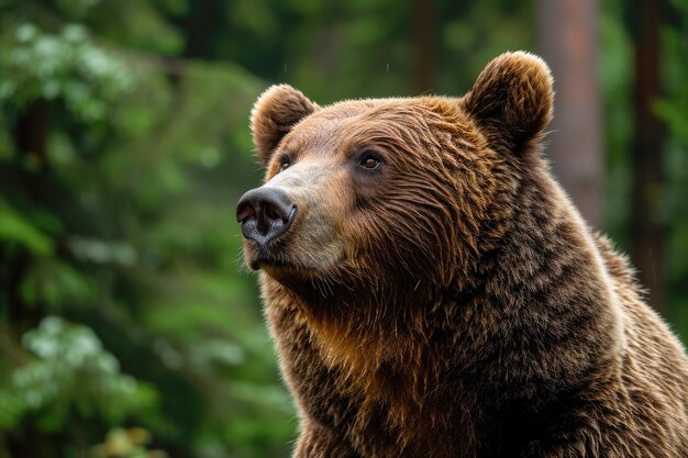 Foto un encuentro cercano con el majestuoso oso pardo en el desierto del bosque