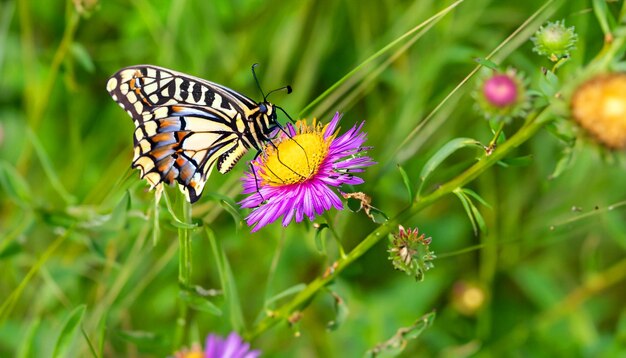 Encuentro elegante con una mariposa monarca descansando sobre una planta floral cautivando la luz y la belleza de la naturaleza