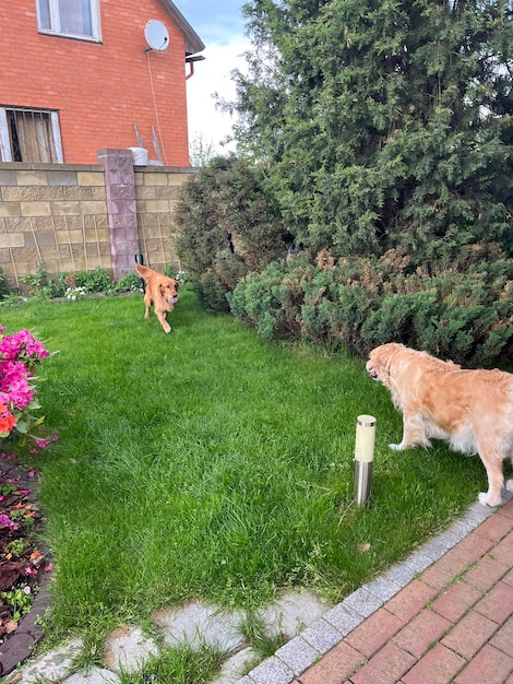 Encuentro de golden retriever y americano. dos perros perdigueros después de una larga separación