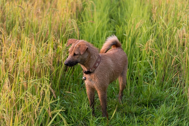 Encuesta de perros en el campo de arroz