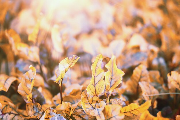 Ende der warmen Sommersaison im Park