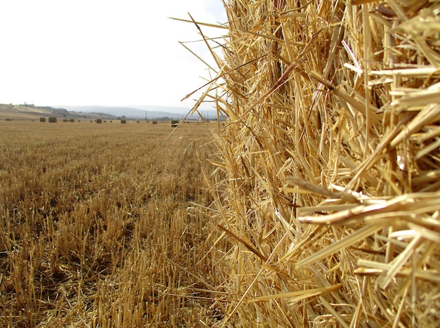 Ende der Weizenernte in Spanien ländliche und landwirtschaftliche Spanien Weizenstroh
