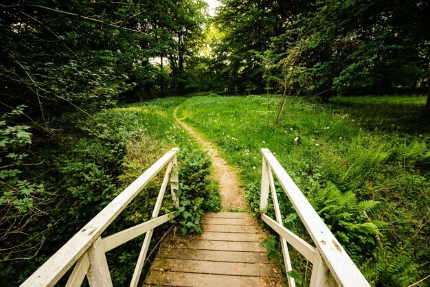 Foto ende einer weißen brücke, die in den wald führt