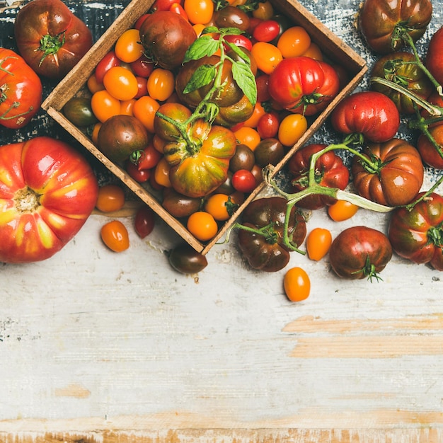 Endecha plana de cultivo cuadrado de tomates maduros coloridos frescos