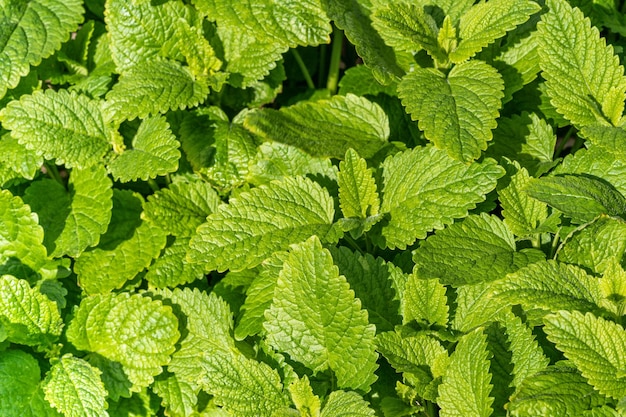 Endecha plana Fondo natural de la planta medicinal de bálsamo de limón en el jardín en verano al aire libre