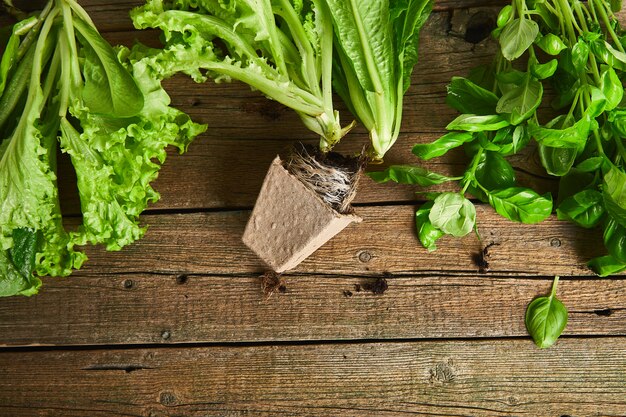 Endecha plana de herramientas de jardinería, albahaca, maceta verde ecológica, suelo sobre fondo de madera. Diseño con espacio de texto libre capturado desde arriba.