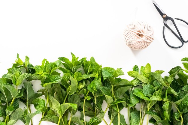 Endecha plana. Menta fresca del jardín orgánico sobre un fondo blanco.