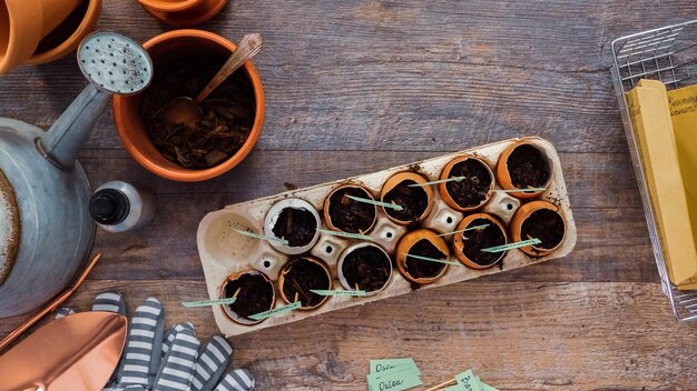 Endecha plana. Paso a paso. Plantar semillas en cáscaras de huevo y etiquetarlas con pequeñas etiquetas de plantas.