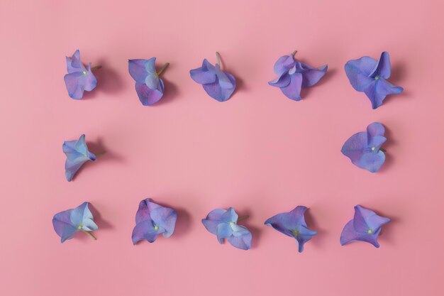 Endecha plana con pétalos de hortensia o hortensia azul-violeta sobre fondo rosa. marco de flores.