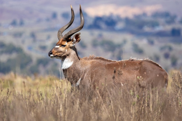 endemisch im Berg Nyala in den Ale-Bergen Äthiopiens