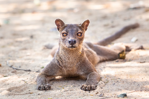 Endemische Fossa Madagaskars