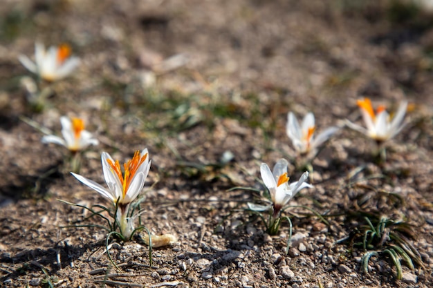 Endemische Krokusarten; Wissenschaftlicher Name; Crocus fleischeri. Usak - Türkei