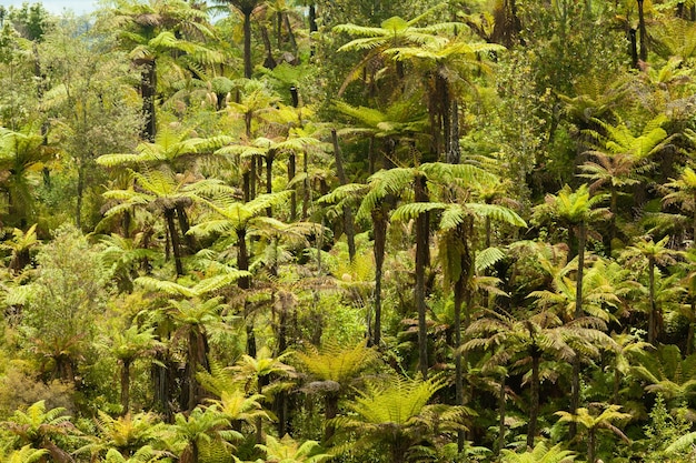 Endemische neuseeländische Baumfarnwaldwildnis
