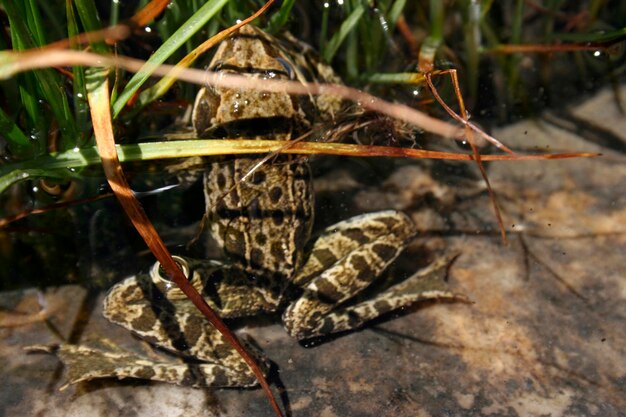 endemischer Frosch Türkei