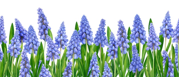 Endloser Rand aus Aquarell-Muscari. Frühlingsblumenhintergrund. Osterkartenvorlage