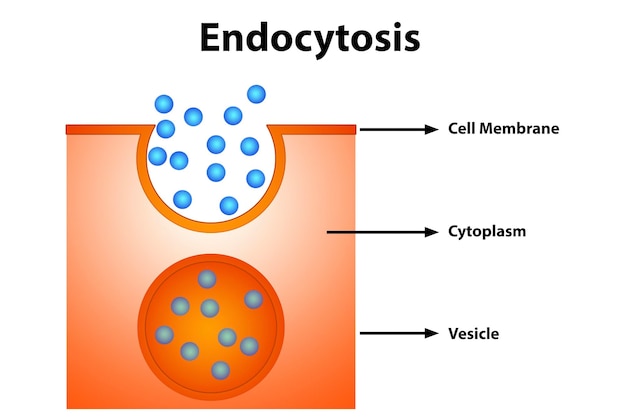 Foto endozytose-diagramm