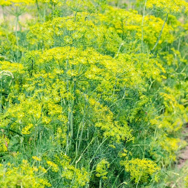 Endro durante a floração em uma horta rural