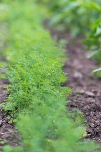 Endro fresco (Anethum graveolens) crescendo na cama vegetal. Erva anual, família Apiaceae.