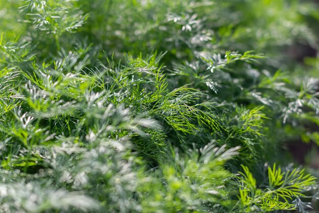 Endro jovem em uma cama de jardim Endro verde suculento e tenro Macro