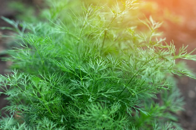 Endro jovem em uma cama de jardim Endro verde suculento e tenro Macro