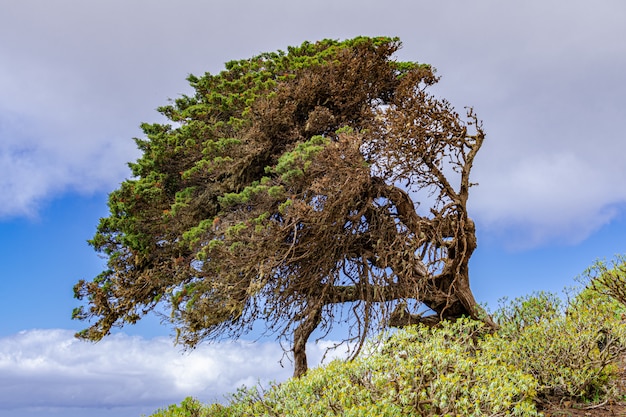 Enebro fenicio (Juniperus phoenicea canariensis), con fondo de cielo azul y algunas nubes, El Sabinar, Frontera, El Hierro, Islas Canarias, España