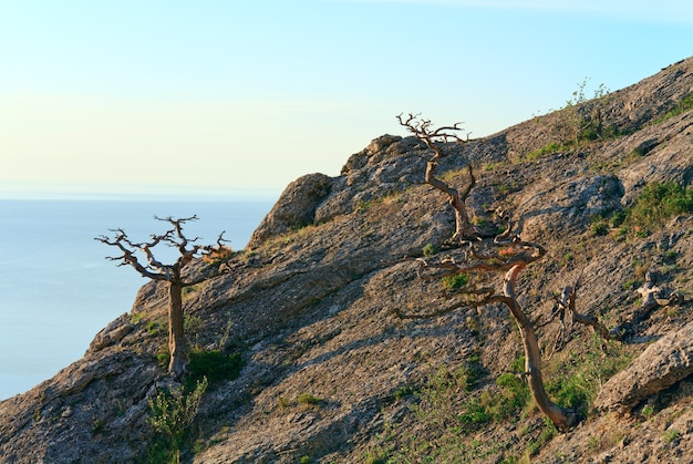 Enebro marchito en la ladera de la montaña (reserva "Novyj Svit", Crimea, Ucrania).