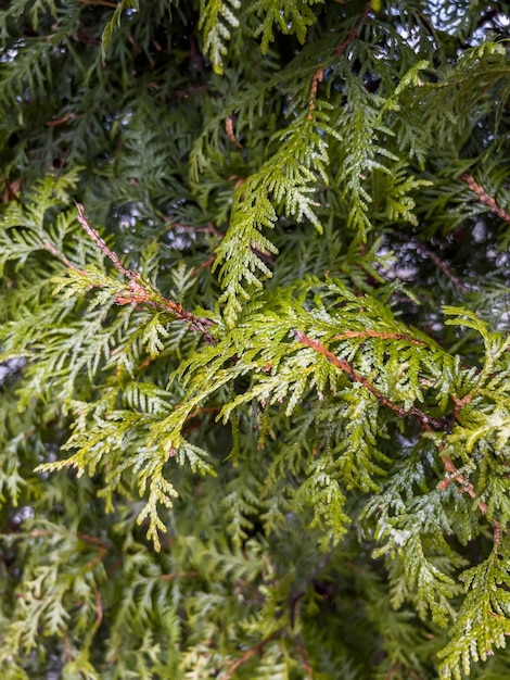 Enebro o thuja como fondo texturizado botánico conífero con DOF superficial Fondo de enebro perenne Foto de arbusto con agujas verdes