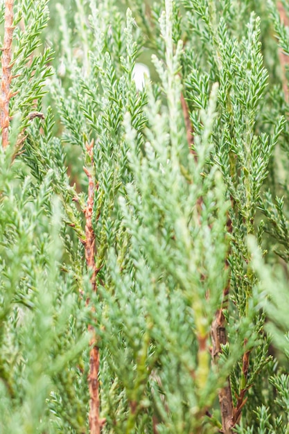 Enebro Una planta para el jardín Jardinería Naturaleza