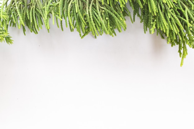 enebro, ramita de Thuja frontera de Navidad en el fondo blanco