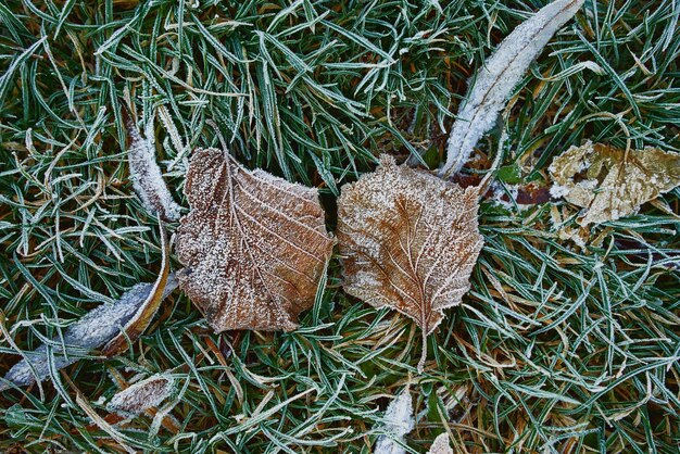 enebro siempre verde helado en la nieve a finales de otoño, invierno