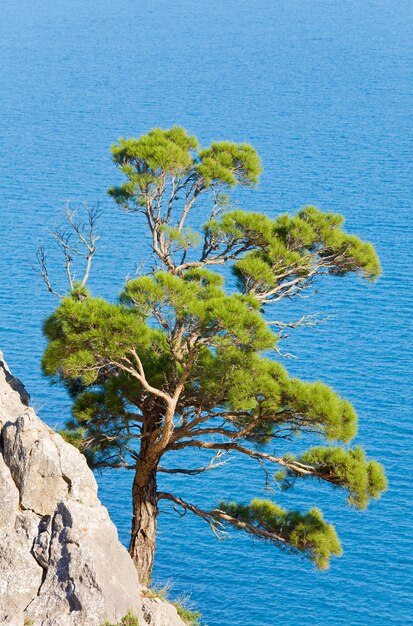 Enebro sobre roca en el fondo de la superficie del mar (reserva "Novyj Svit", Crimea, Ucrania).