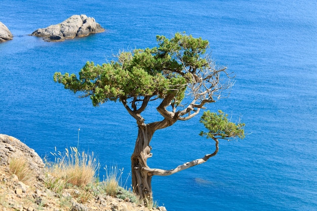 Enebro sobre roca en el fondo de la superficie del mar (reserva "Novyj Svit", Crimea, Ucrania).