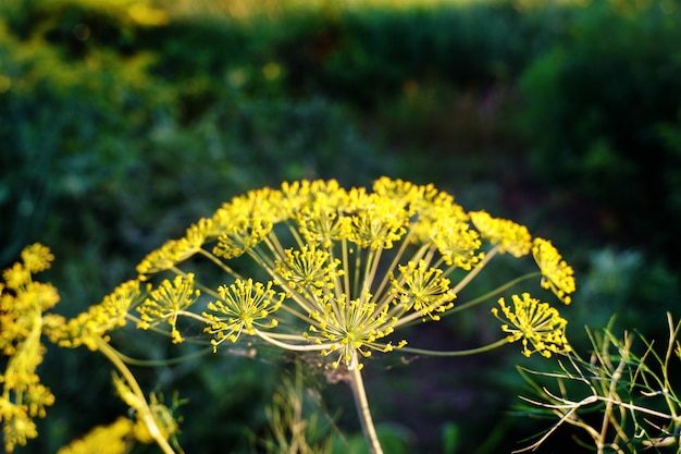 Eneldo floreciente. fondo verde con flores de eneldo amarillo