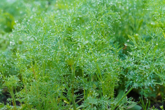 Eneldo fresco Anethum graveolens creciendo en el huerto Cultivo de hierbas frescas